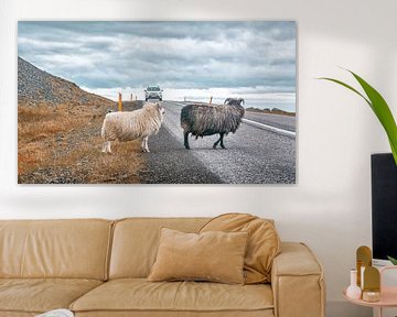 Moutons d'Islande sur Niels Hemmeryckx