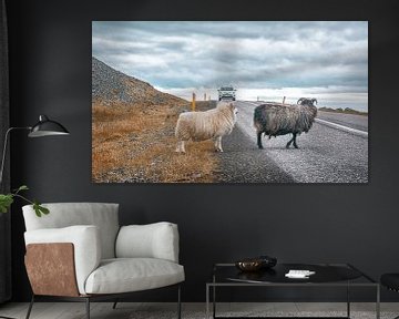 Ijslandse schapen van Niels Hemmeryckx