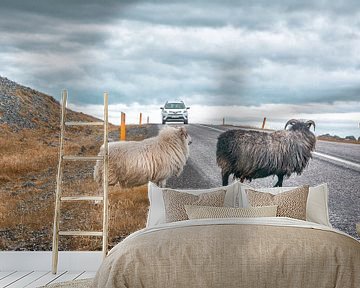 Ijslandse schapen van Niels Hemmeryckx