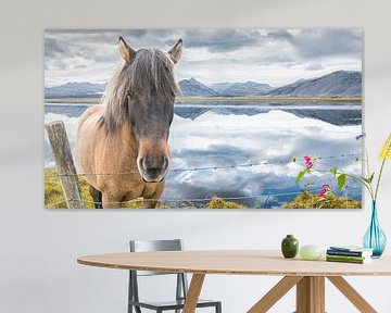 Ijslands paard van Niels Hemmeryckx