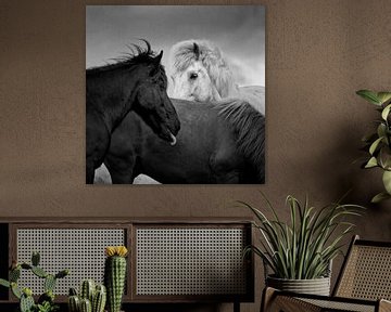 Icelandic Horses sur Ruud van den Berg