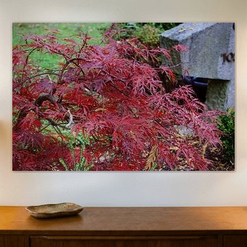 Rood kleurt mijn hart