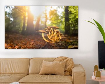 Paddestoelen in het bos tijdens een mooie herfstdag  van Sjoerd van der Wal Fotografie