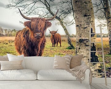 Scottish Highlanders on Jiltdijksheide (Westerkwartier) by Martijn van Dellen