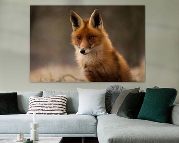 Staring Fox sur Frits Hendriks