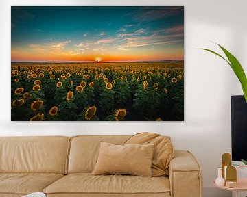 Sonnenblumen bei Sonnenuntergang von Andy Troy