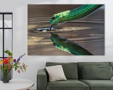 Groene Water Slang (green water snake)