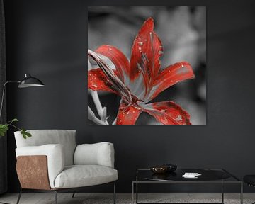 De rode kleur van een plant in zwart-wit van Veluws
