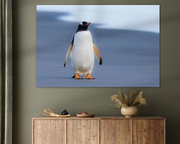 Just a penguin von Claudia van Zanten