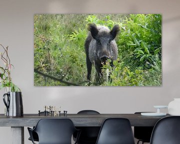 Hert, zwijn, wild zwijn