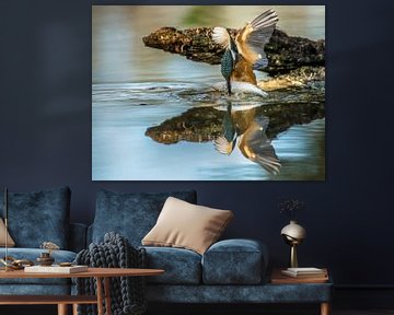 Kingfisher reflection