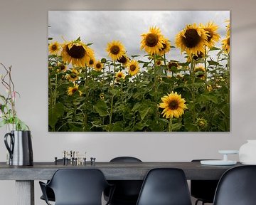 Sonnenblumen von Jim van Iterson