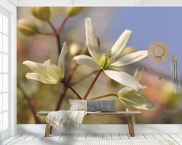 White Clematis Armandii by Corinne Welp