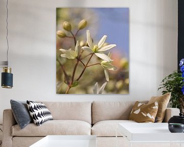 White Clematis Armandii by Corinne Welp