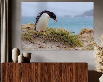 Gentoo penguin sur Claudia van Zanten