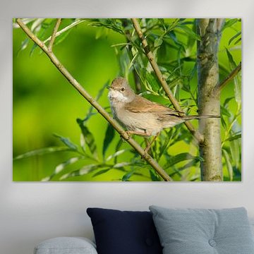 Grasmus van Ruud Scherpenisse