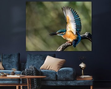 Kingfisher by Linda Raaphorst