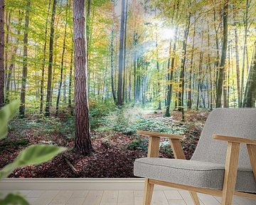 The forest in autumn garb by Hannes Cmarits