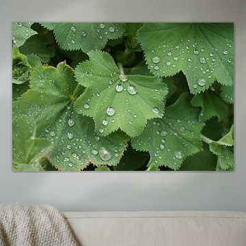 Vrouwenmantel met dauwdruppels