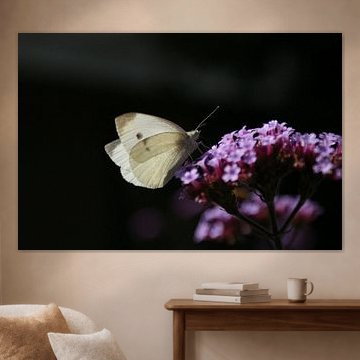 Koolwitje ontmoet ijzerhard (2)