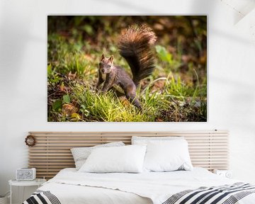 Squirrel by Bart Vodderie