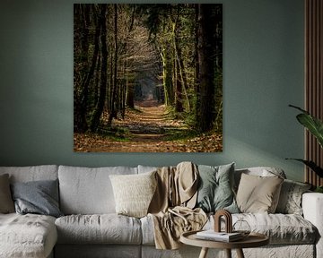 Forest trail in autumn (Holland) by ErikJan Braakman