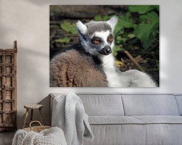 lemur , ringstaart aapje van ProPhoto Pictures