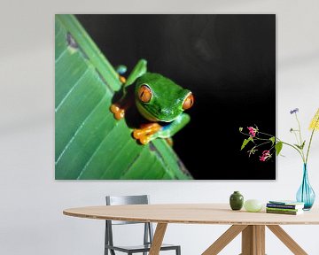 Roodoogboom kikker op blad in Costa Rica sur Karin vd Waal