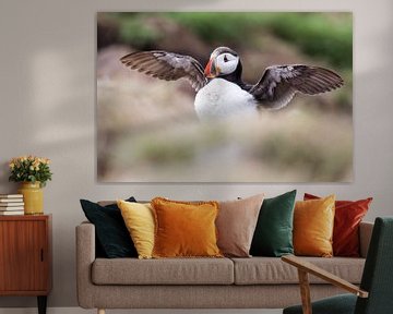 Puffin by Claudia van Zanten