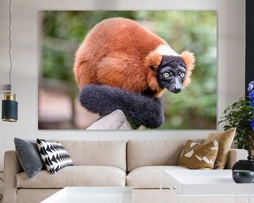 Rode Lemur van Jack Brekelmans