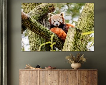 Rode Panda van Jack Brekelmans