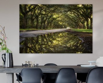 Reflection of oak avenue von Edwin Mooijaart