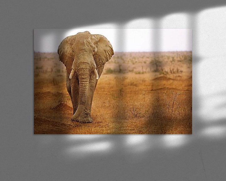 Beispiel: Elefant mit Schlamm beworfen in Südafrika von W. Woyke