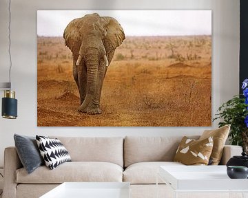 Elefant mit Schlamm beworfen in Südafrika