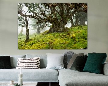 Oude boom in Fanal, Madeira von Michel van Kooten