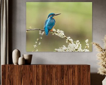 Kingfisher on blackthorn 2 by Arjen Heeres