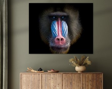 Un singe mandrin aux belles couleurs sur Karin vd Waal