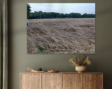 Een platgeslagen korenveld na de eerste overnachting van Veluws