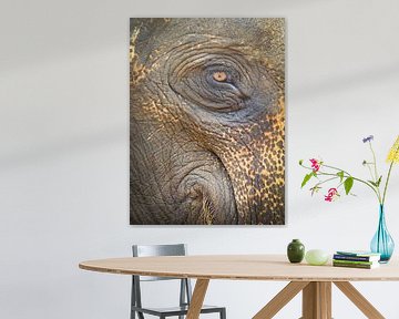 Olifant oog by Inez Wijker