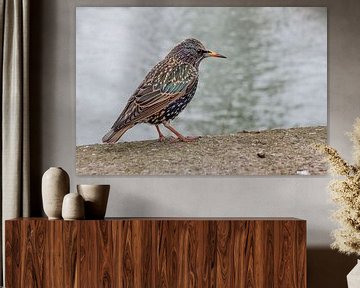 Starling by Bart Vodderie