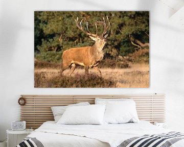 Red deer by Ronald Wilfred Jansen