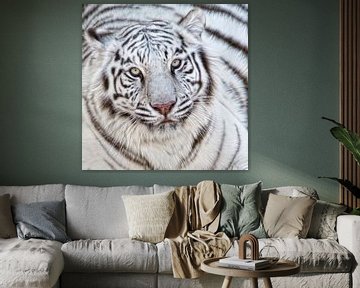 Witte tijger close up van Marcel van Balken