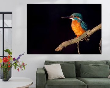 IJsvogel in het laatste licht