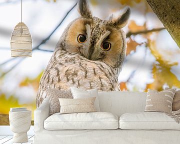 Long-eared owl in autumn colours by Erik Veldkamp