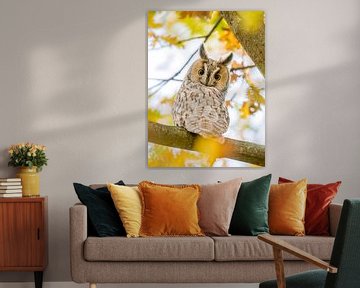 Hibou moyen-duc dans les couleurs de l'automne sur Erik Veldkamp