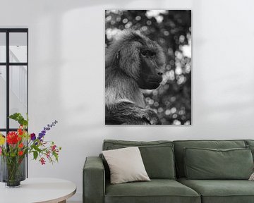 Baboon in black - white  sur Sandra de Moree