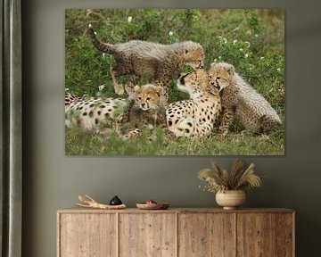Familie cheeta van Anja Brouwer Fotografie