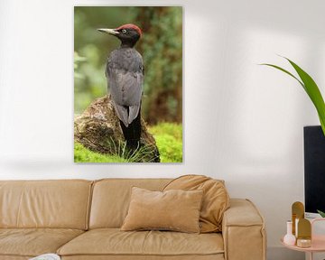 Mythical Black Woodpecker