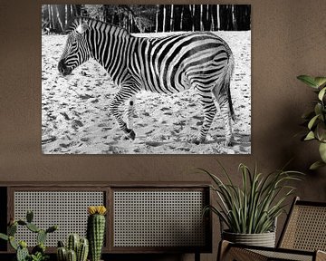 Zebra zwart/wit  van WeVaFotografie