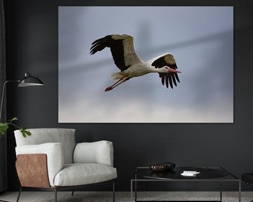 Stork in the sky  by Tobias Luxberg